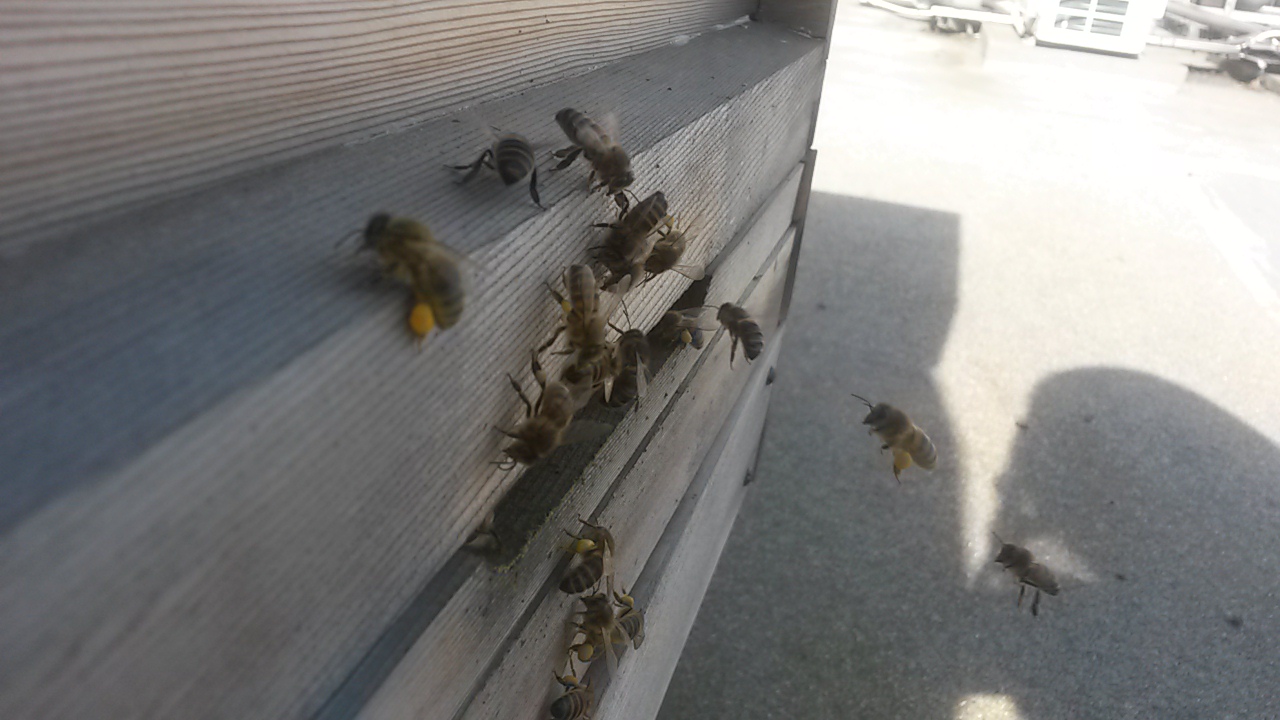 Bees flying in